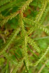 Lycopodium volubile. Dorsal surface of aerial branches showing two rows of larger, flattened, lateral leaves and two rows of smaller dorsal leaves.
 Image: L.R. Perrie © Te Papa CC BY-NC 4.0